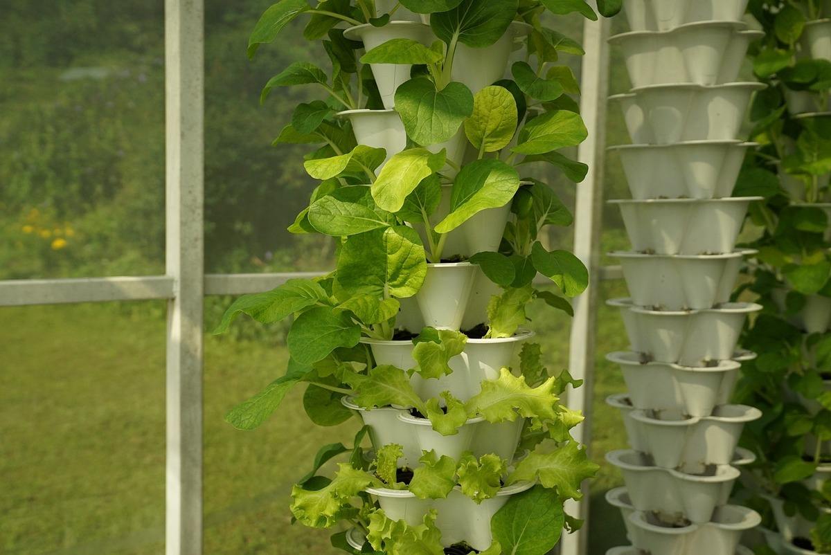 How to maintain your hydroponic garden