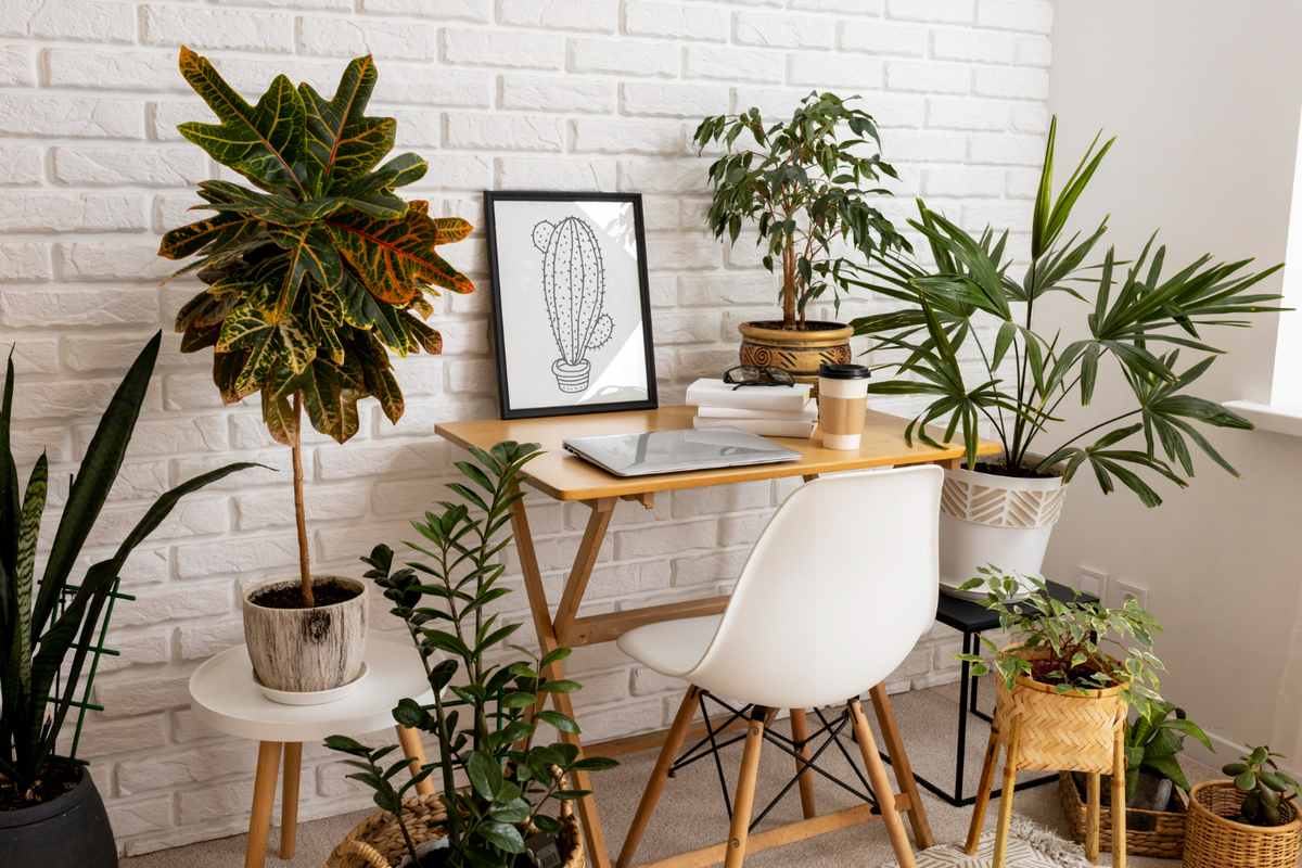 Indoor Plants for Oxygen