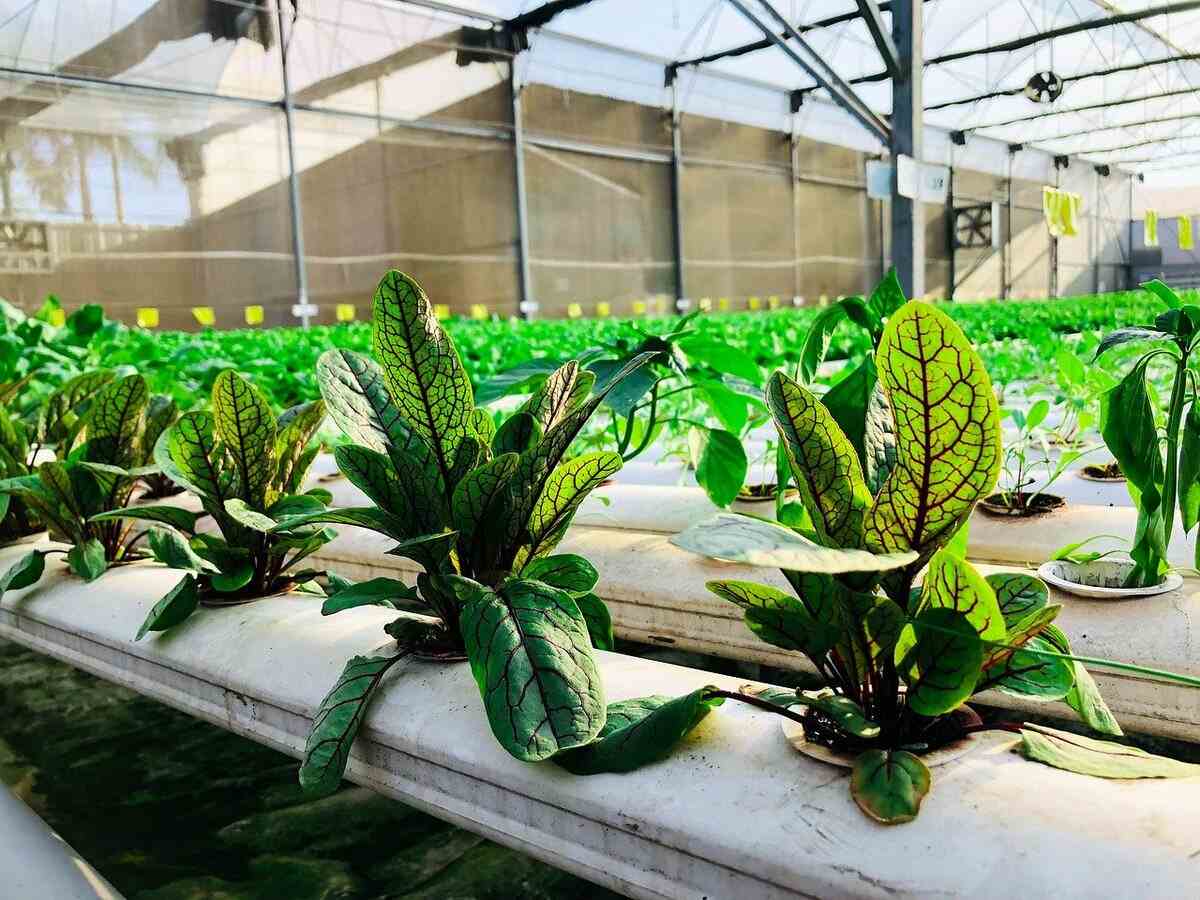 What types of plants can be grown in hydroponics