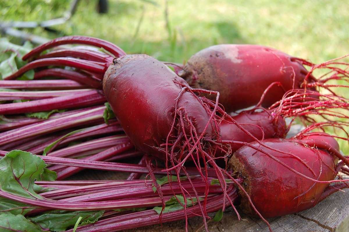 beet root