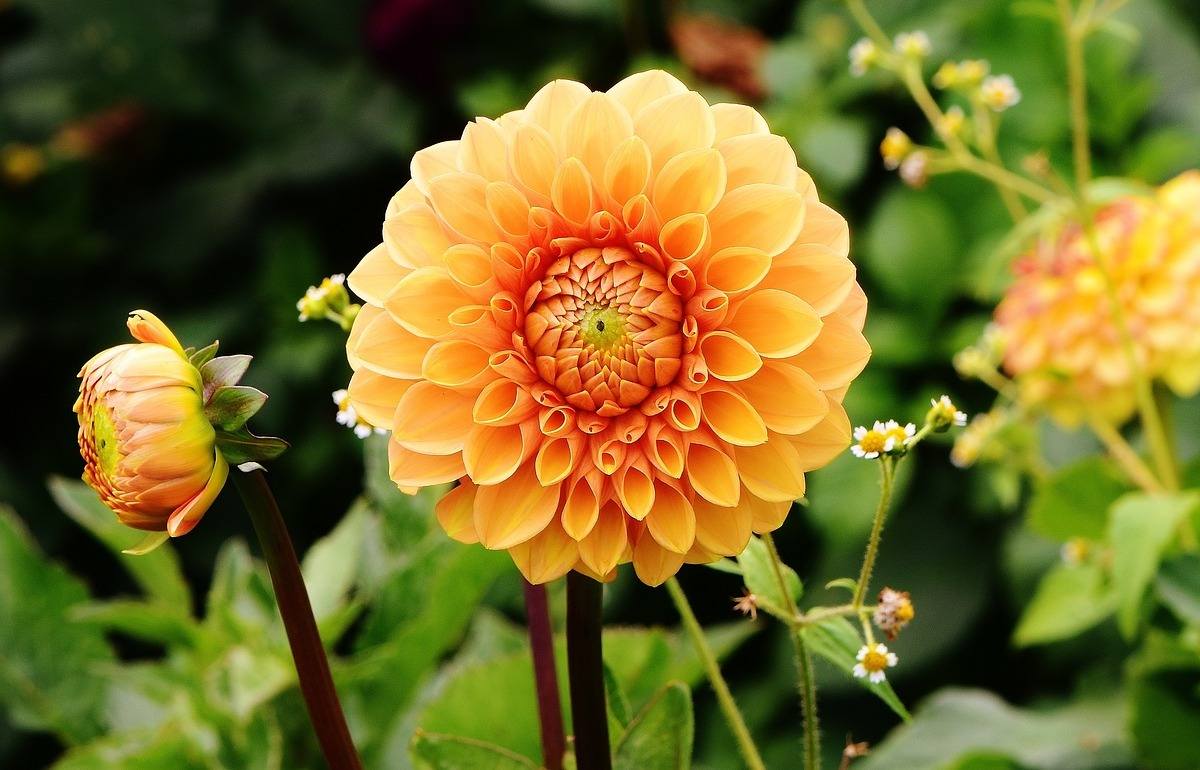 monsoon dahlias