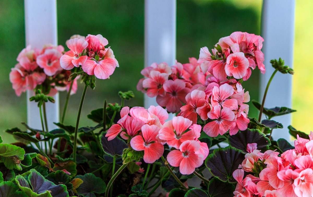 monsoon geraniums