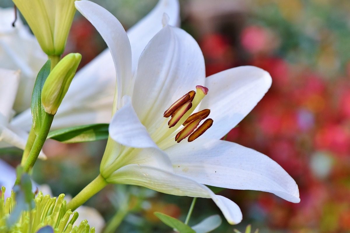 monsoon lilies