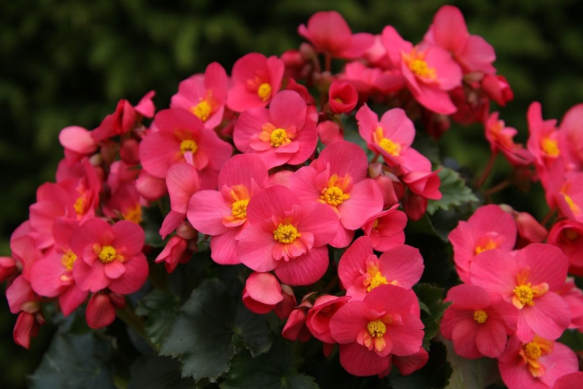 rainy season begonias