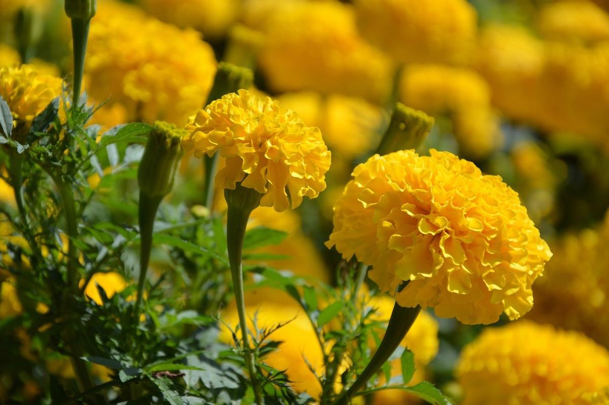 rainy season marigold