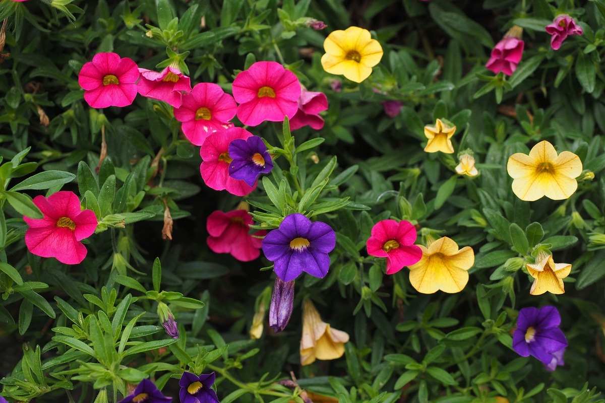 rainy season petunias