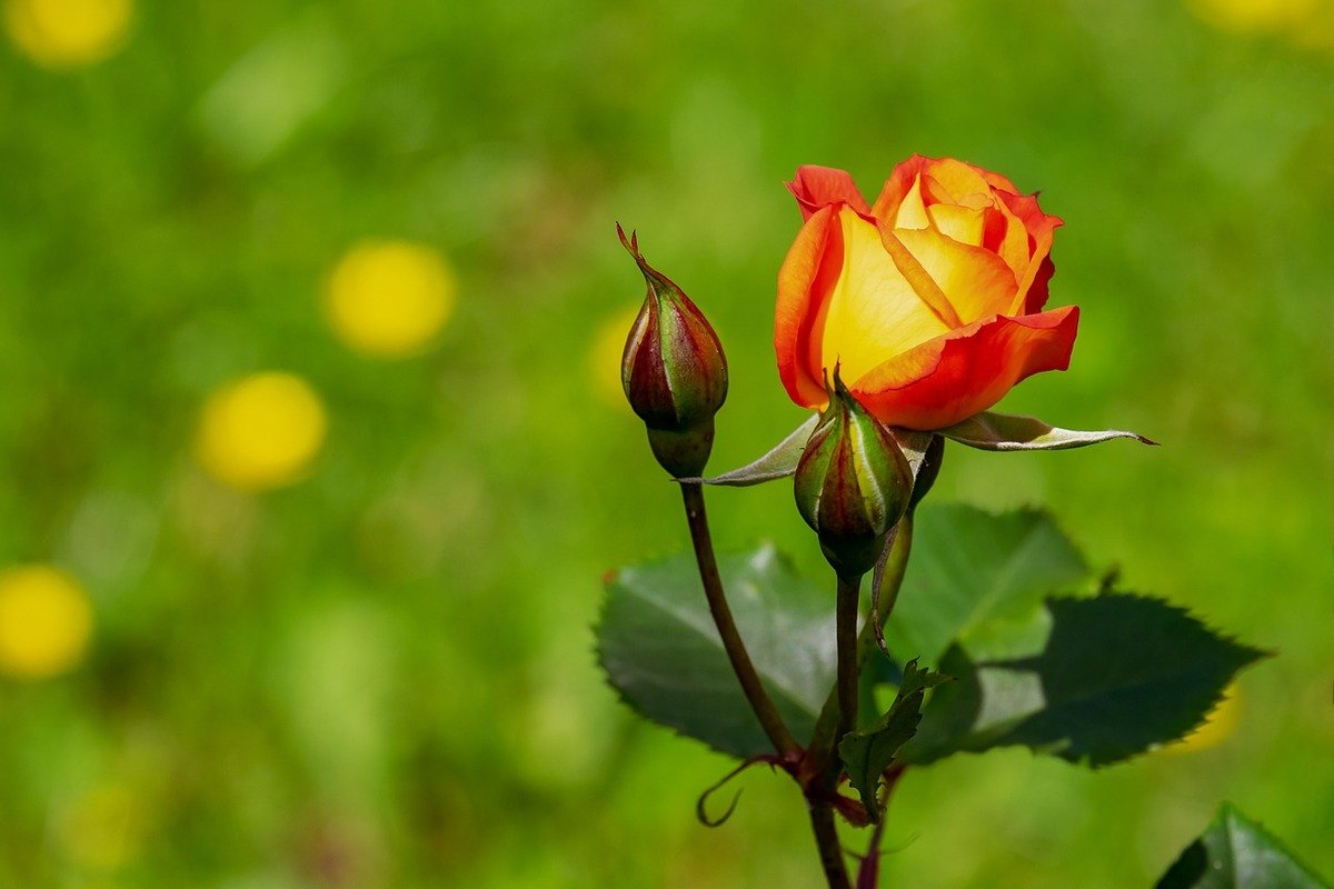 rainy season roses