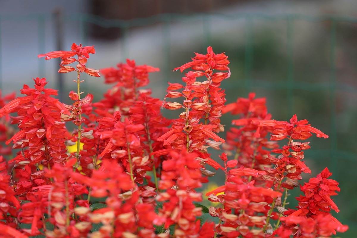 rainy season salvia