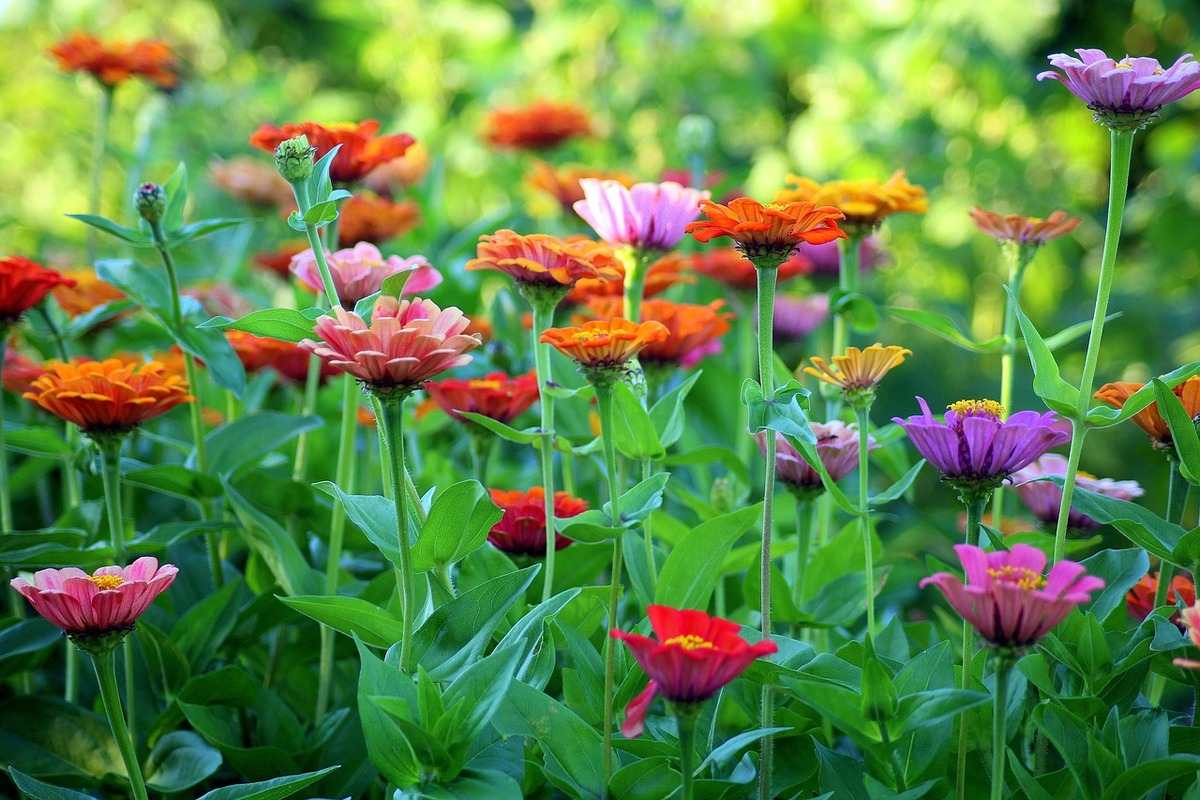 rainy season zinnias