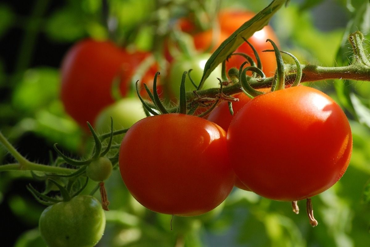 red tomatoes