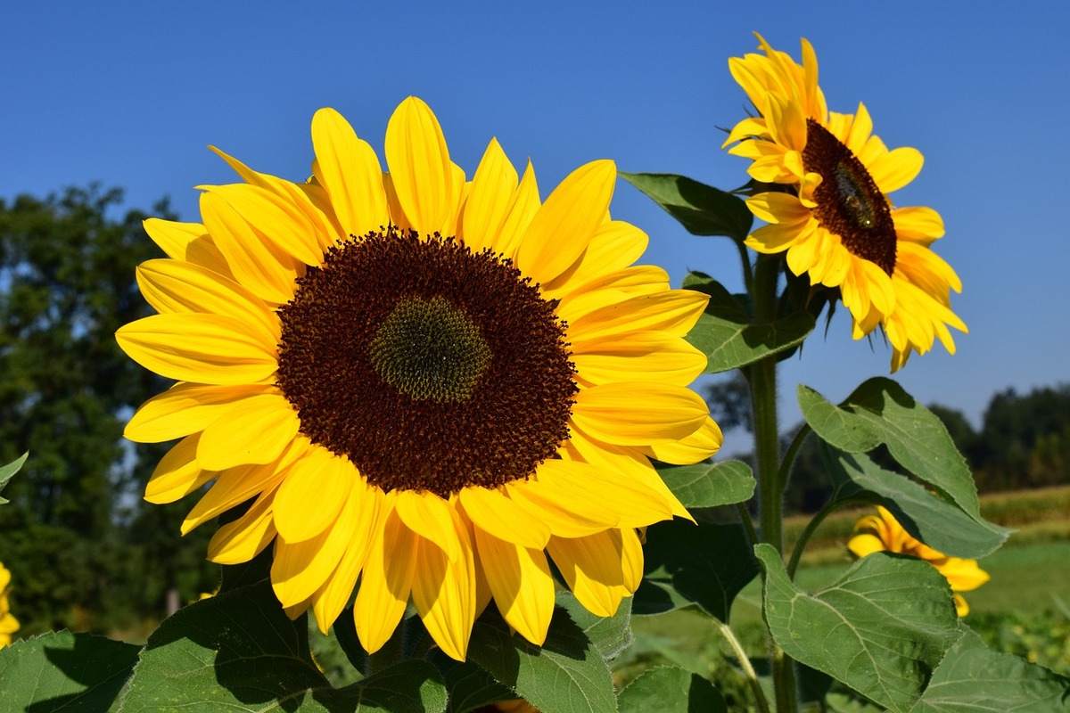 sunflowers