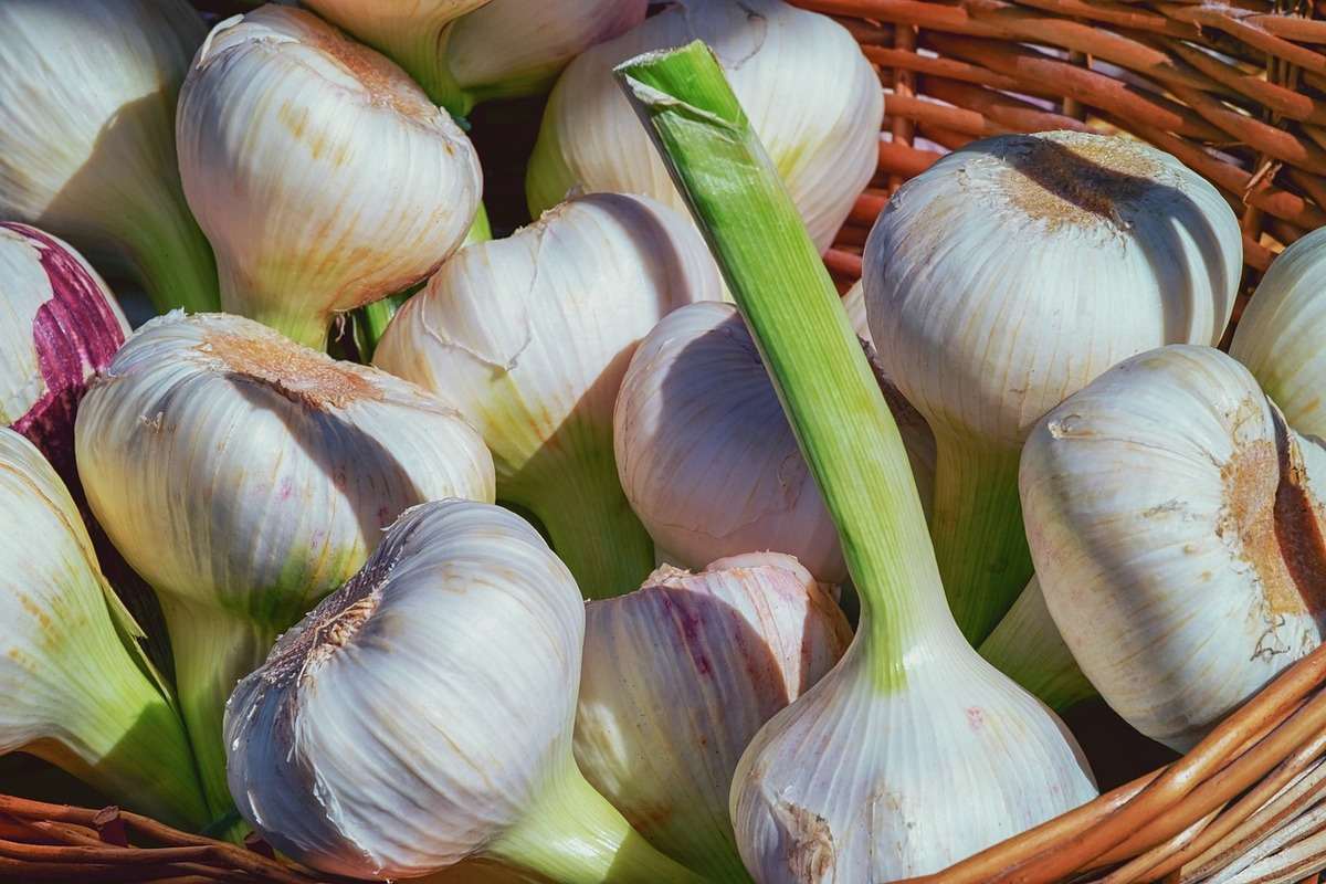 white garlic