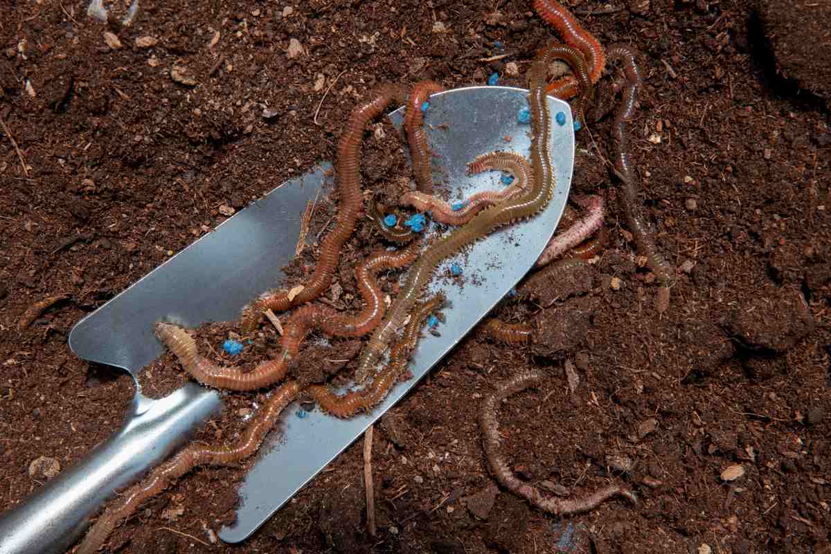 How to use vermicompost