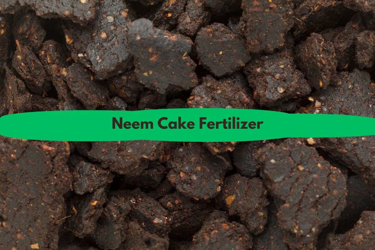 neem cake fertilizer