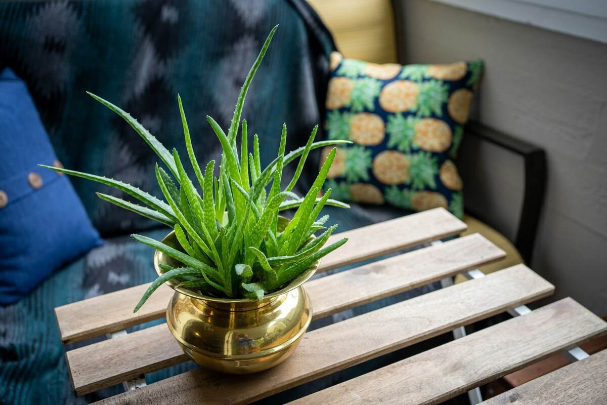 Aloe Vera indoor plant