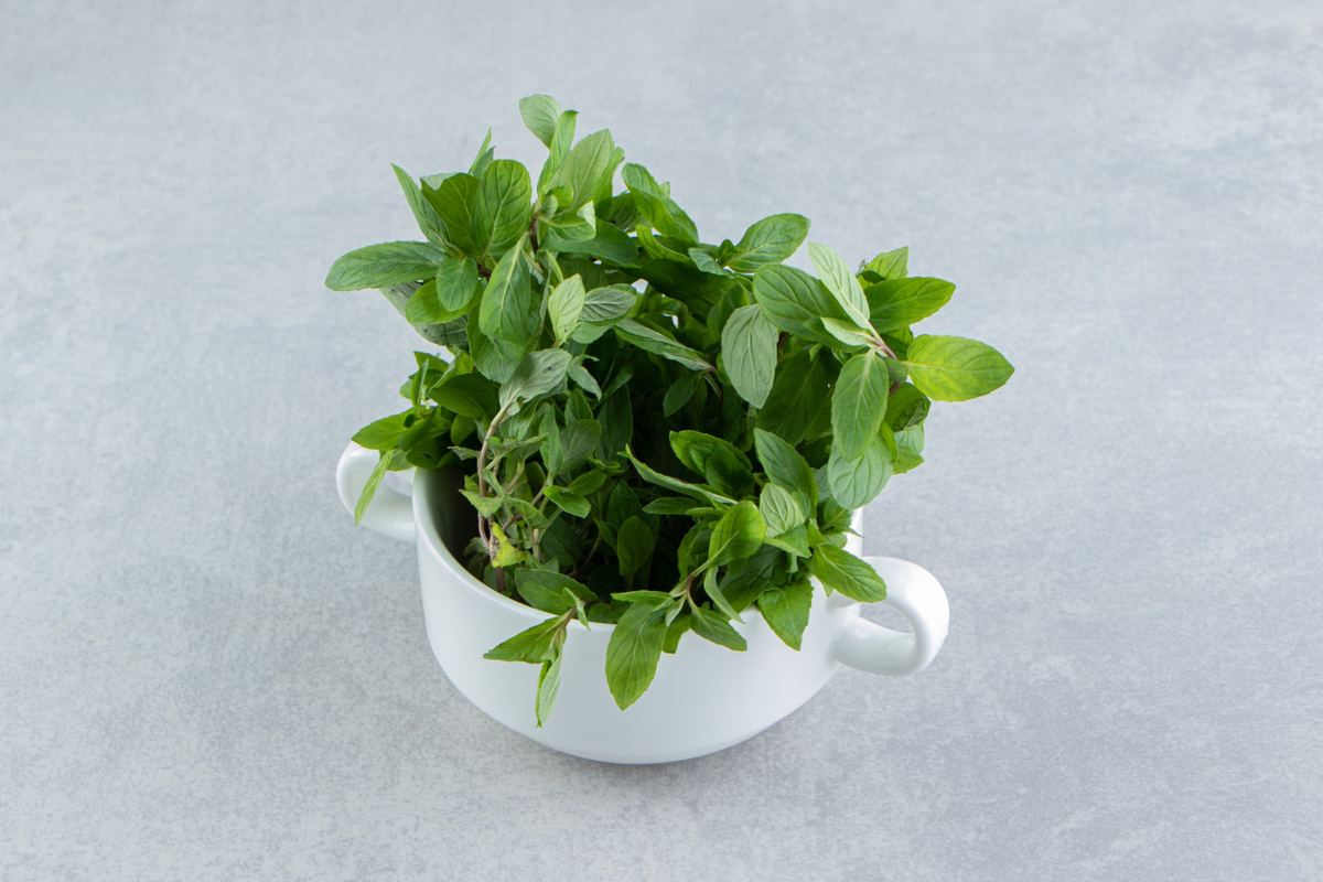 Basil herb