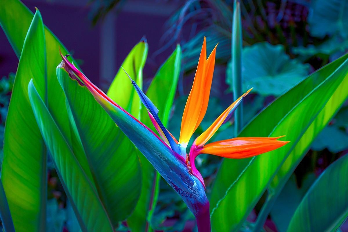 Bird of Paradise indoor plant