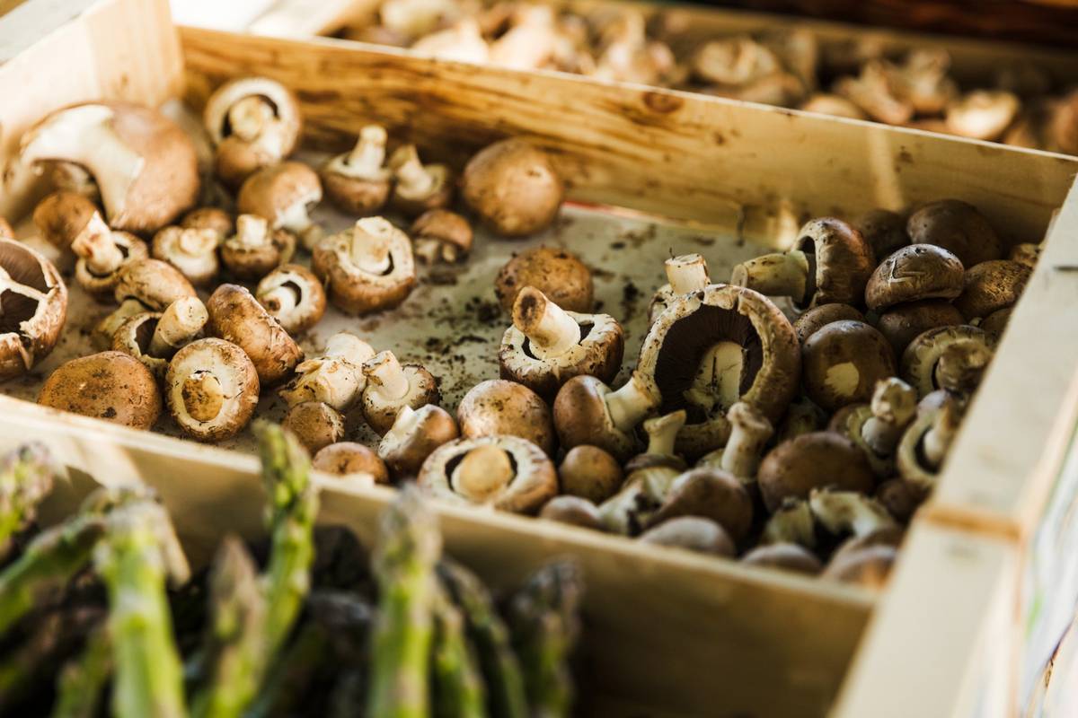 Button Mushroom Cultivation at Home