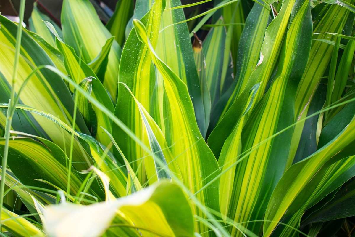 Corn Plant (Dracaena)