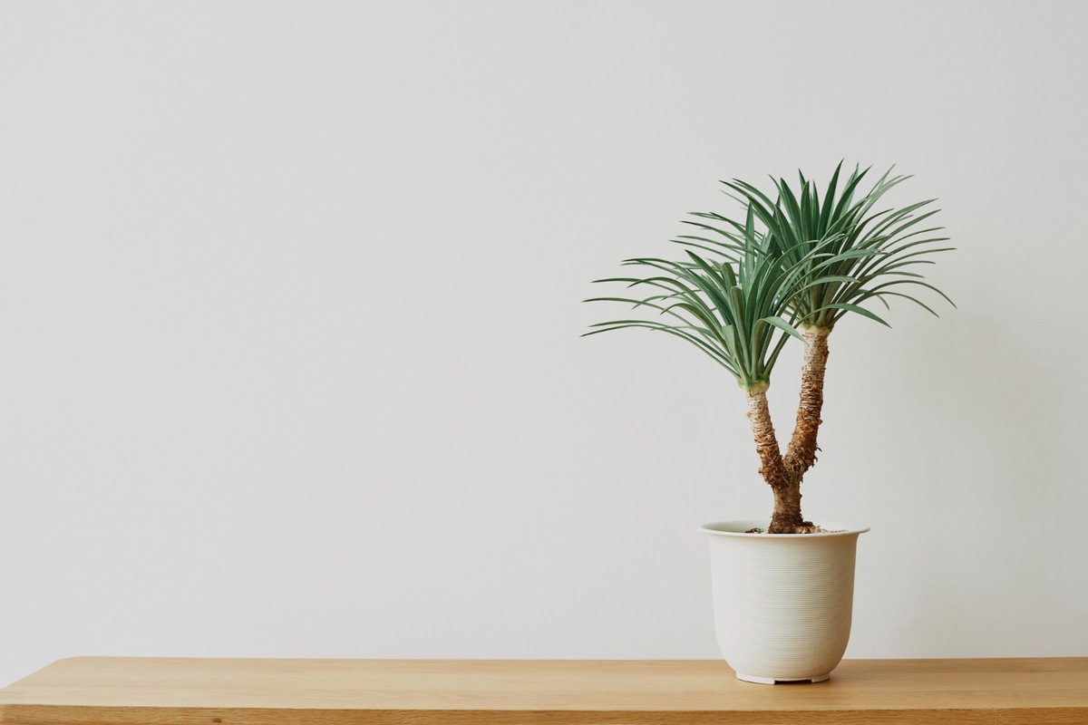 Dragon Tree indoor plant