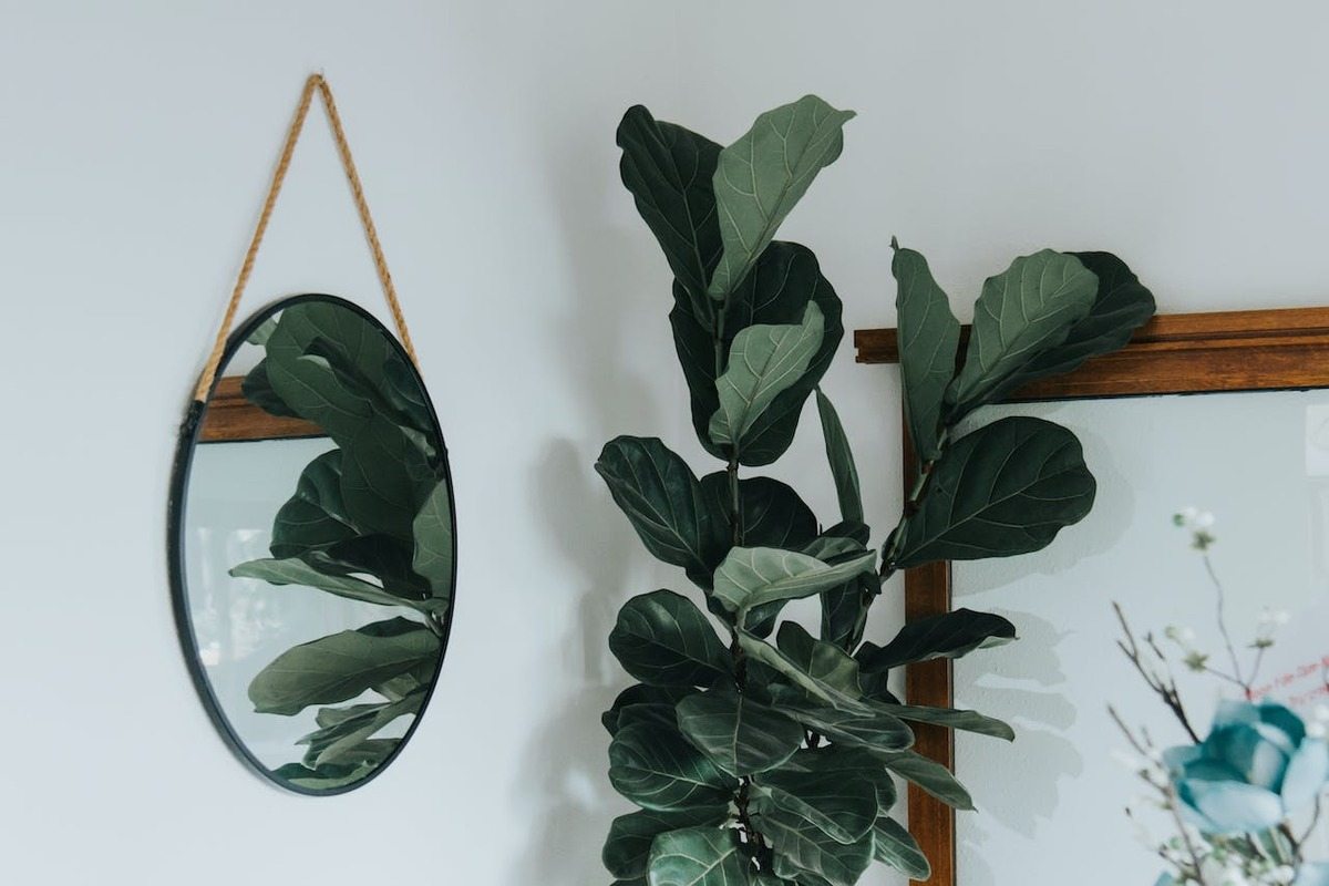 Fiddle Leaf Fig indoor plant