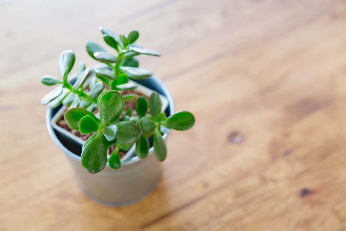 Jade Plant