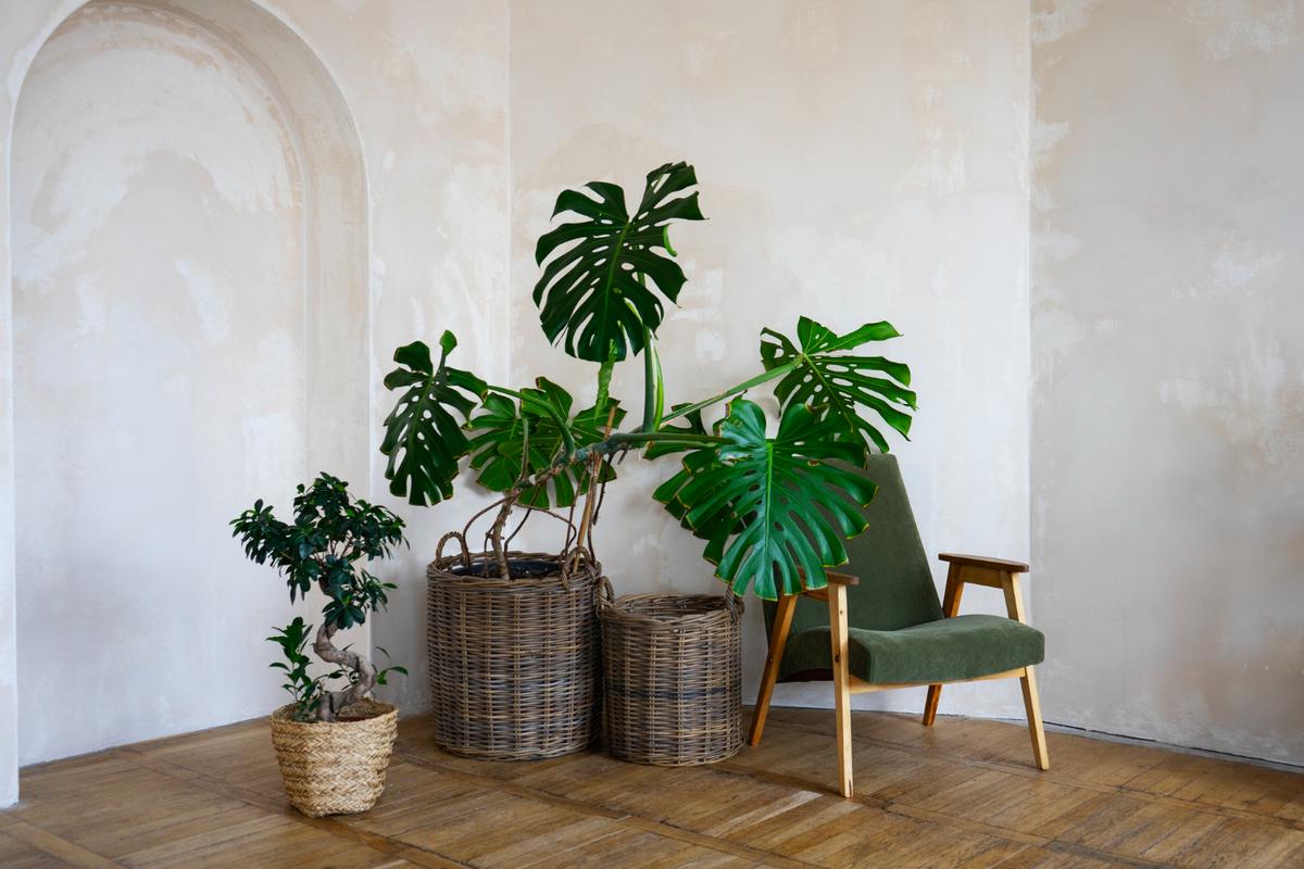 Large and Tall Indoor Plants For Living Room