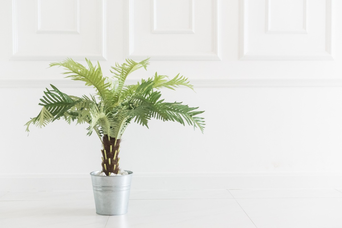 Parlor Palm indoor plant