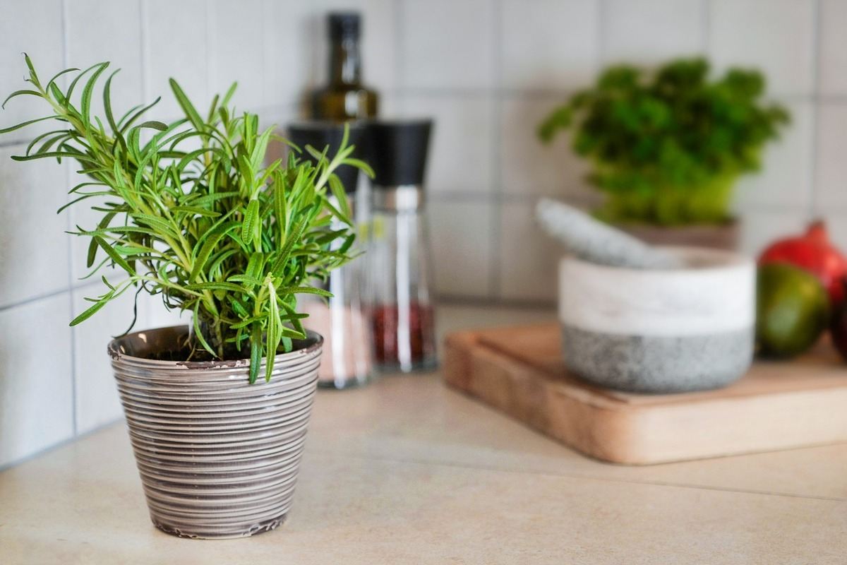 Rosemary indoor plant