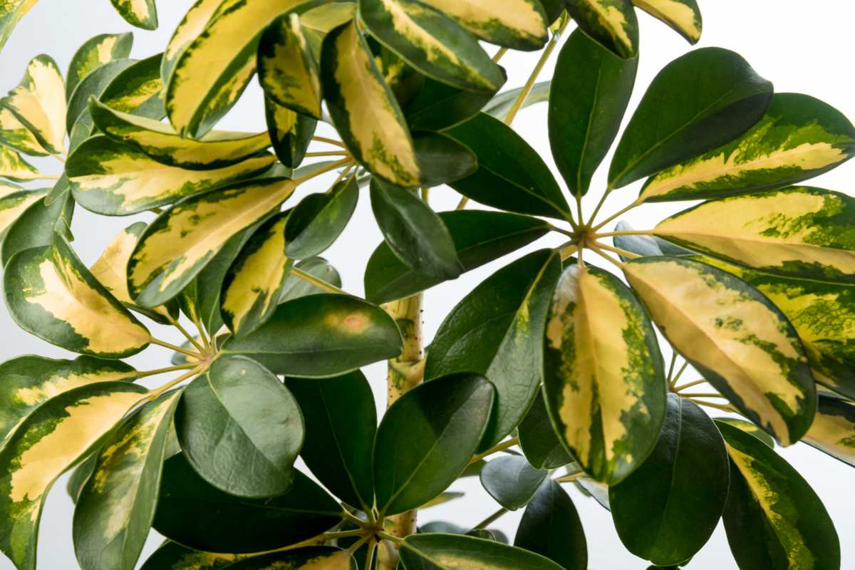 Umbrella Tree indoor