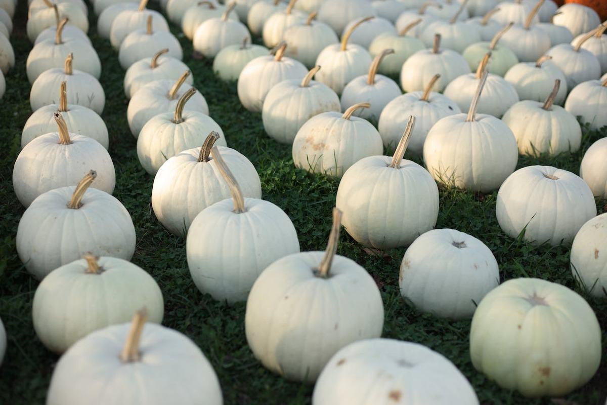 how to grow white pumpkin