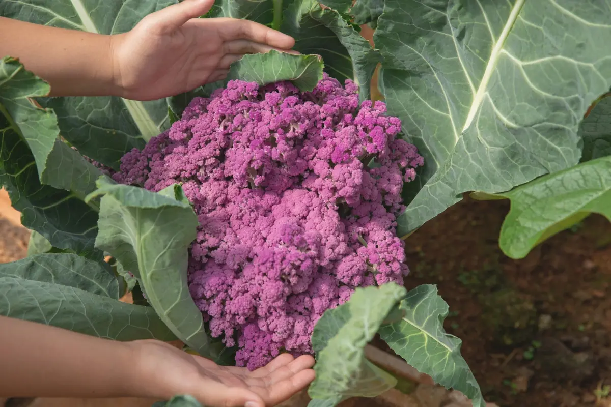 cauliflower cultivation