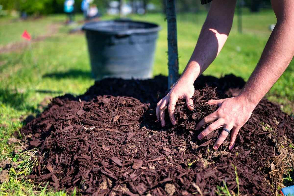 Benefits of Mulching in Agriculture