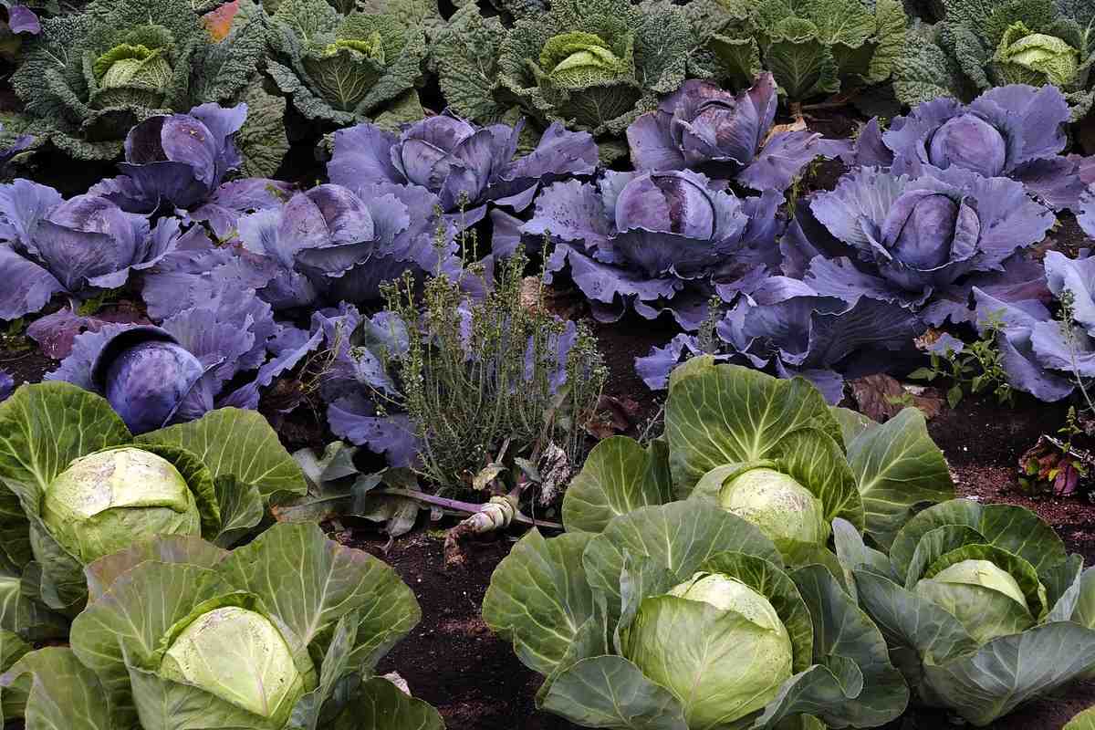 Cabbage Cultivation at Home