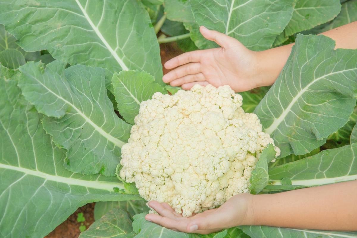 Cauliflower Cultivation at Home