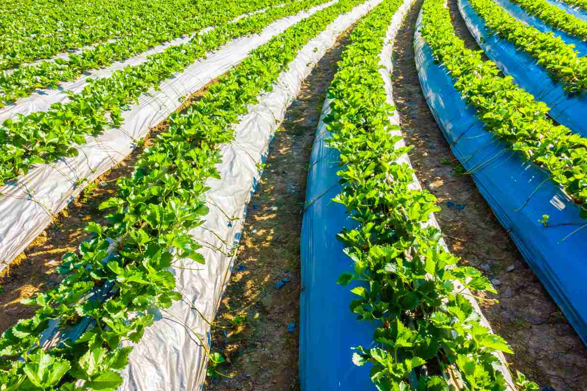 Mulching in Agriculture