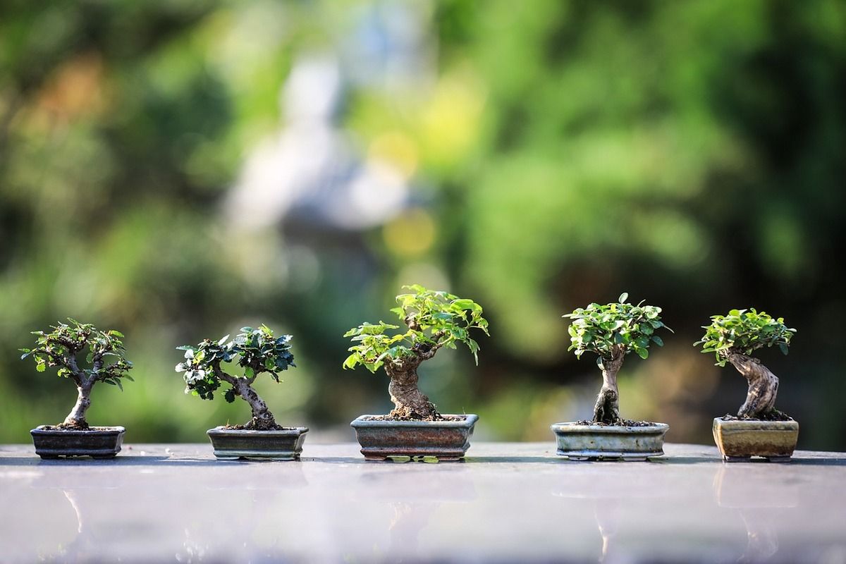 bonsai trees