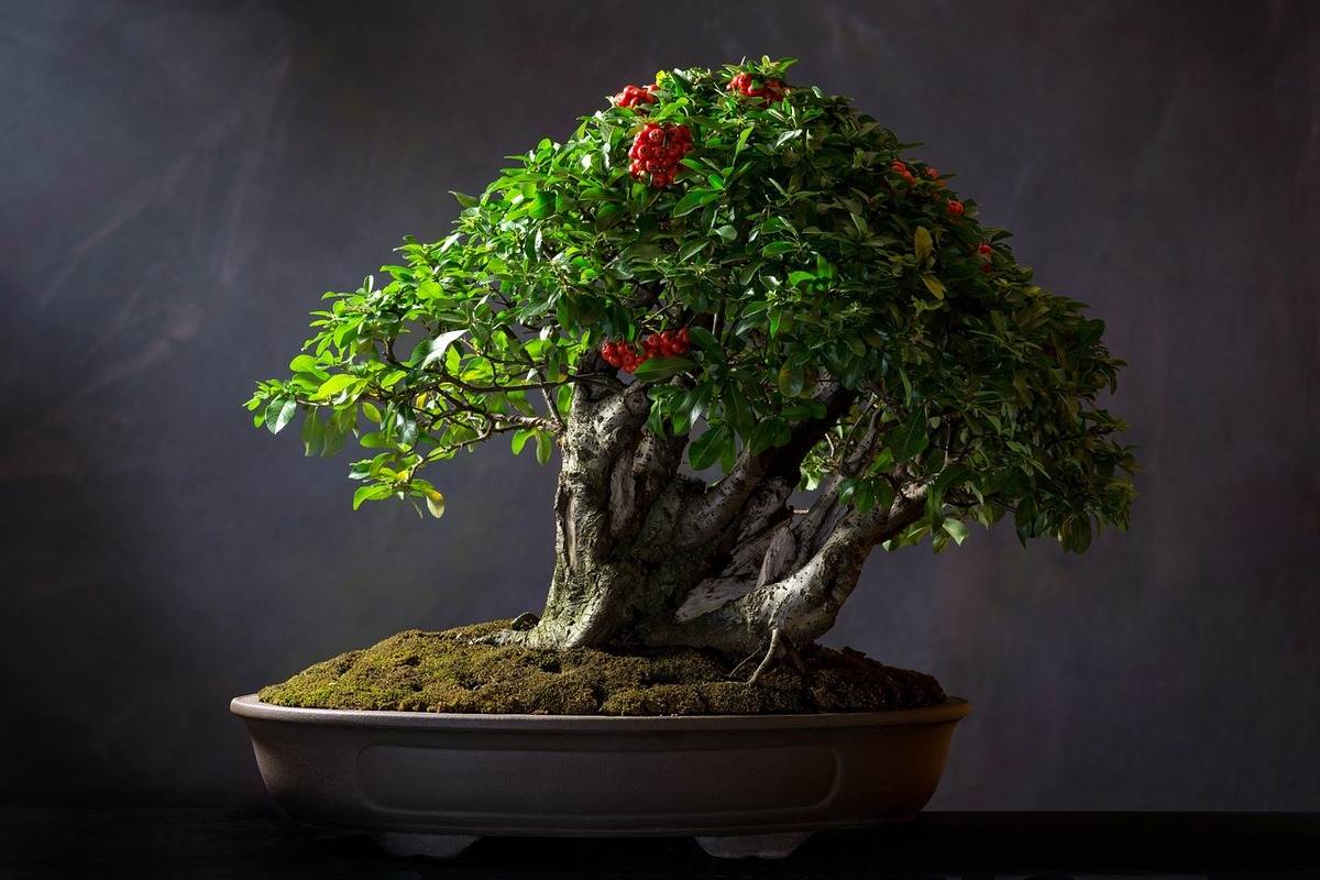 cultivating bonsai trees