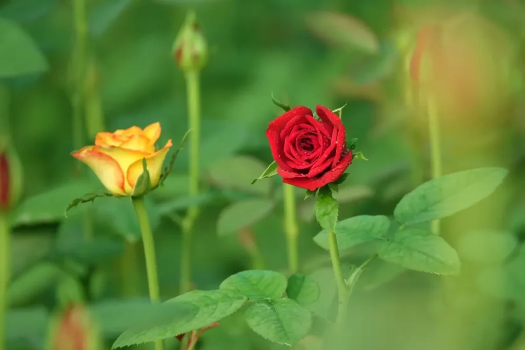 home grown roses