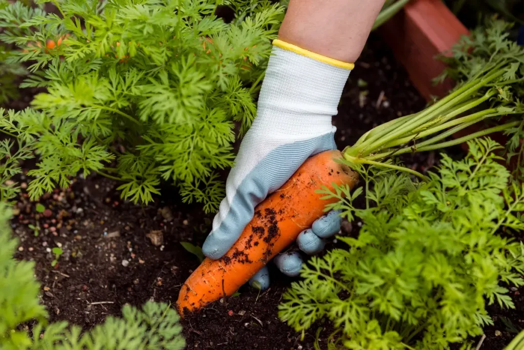 home grown carrots