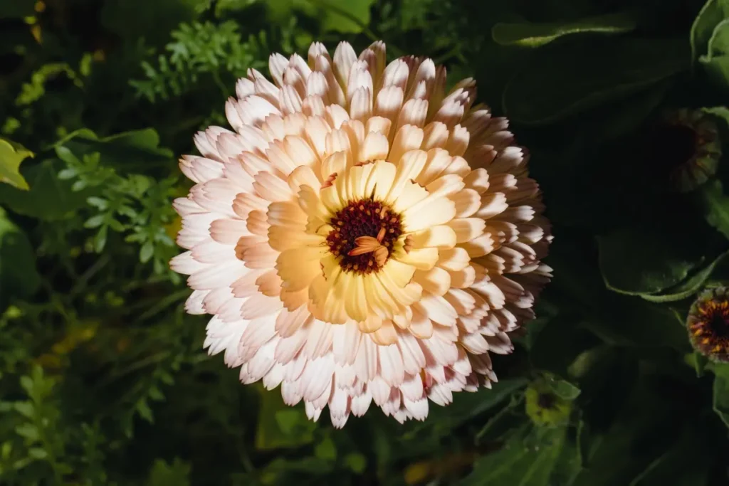 home grown dahlia flower