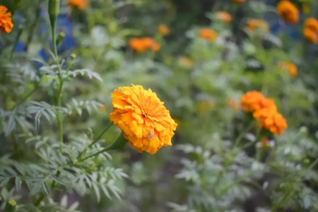 home grown marigolds