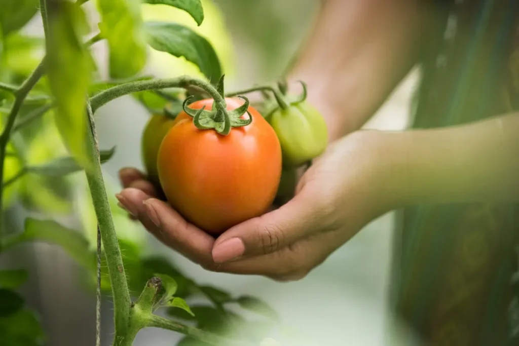 home grown tomatoes