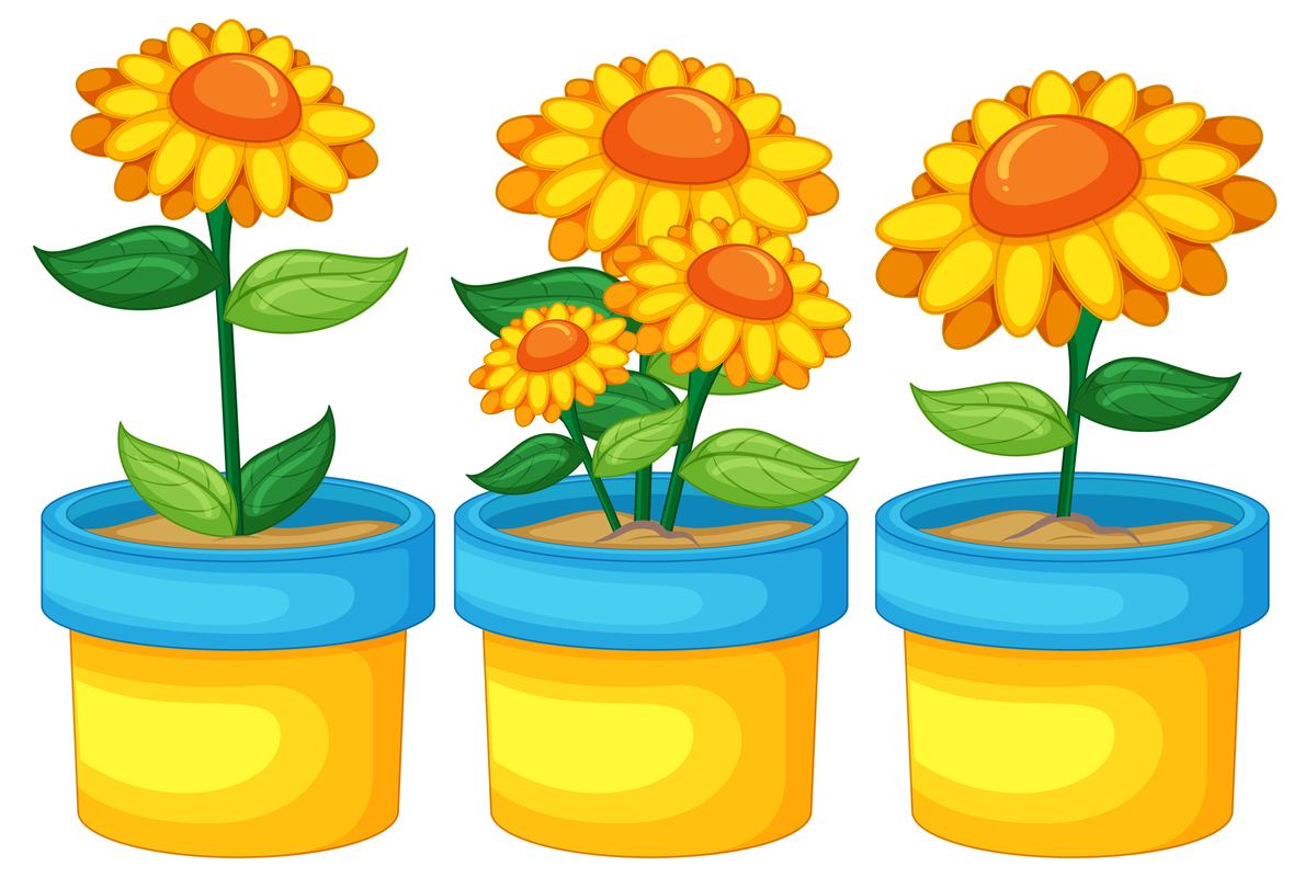 Growing Sunflower Seeds in Pots