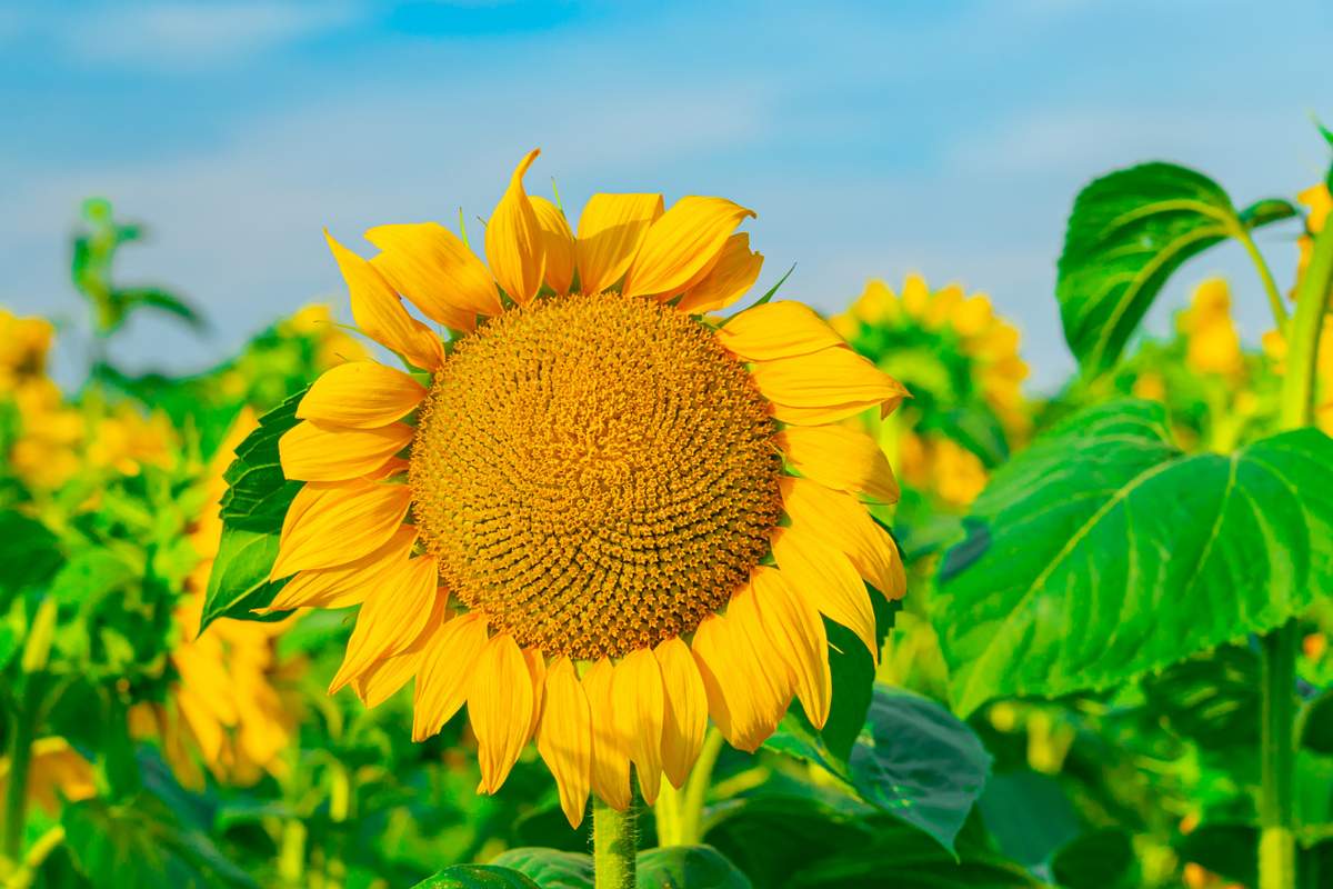 Growing Sunflower Seeds