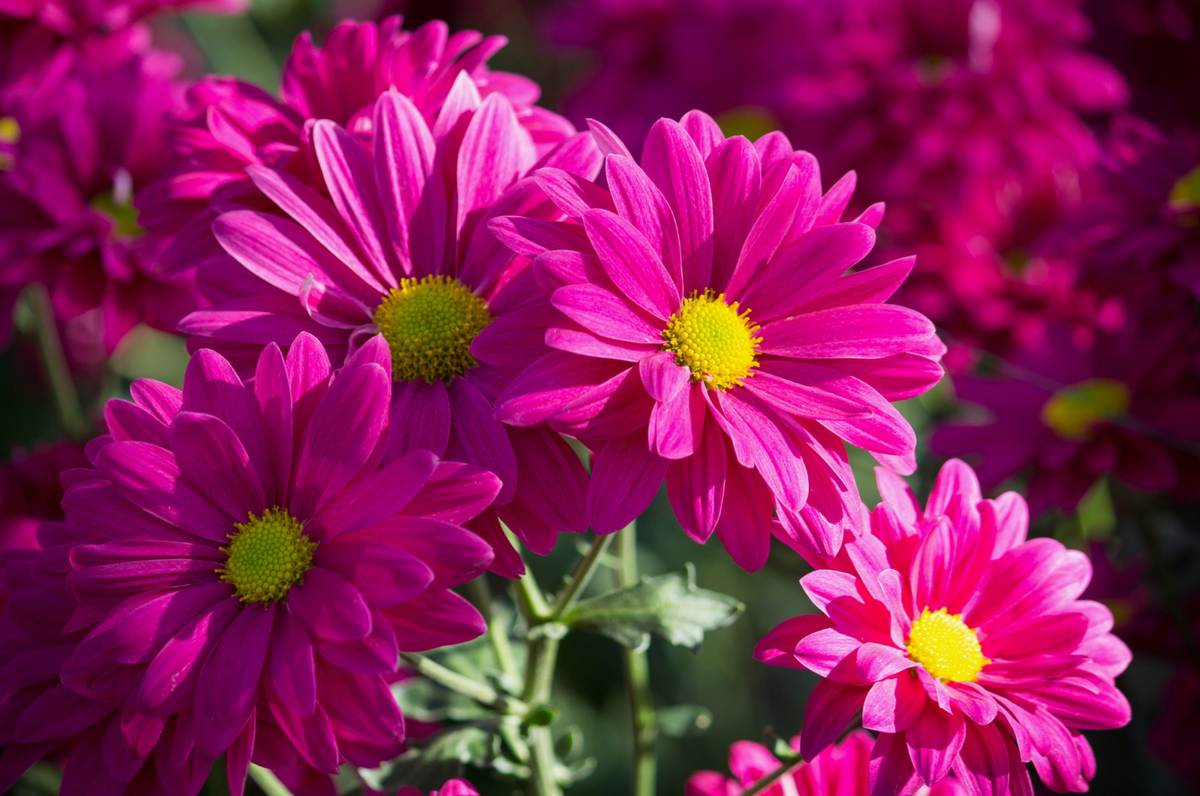 Growing chrysanthemums in a greenhouse