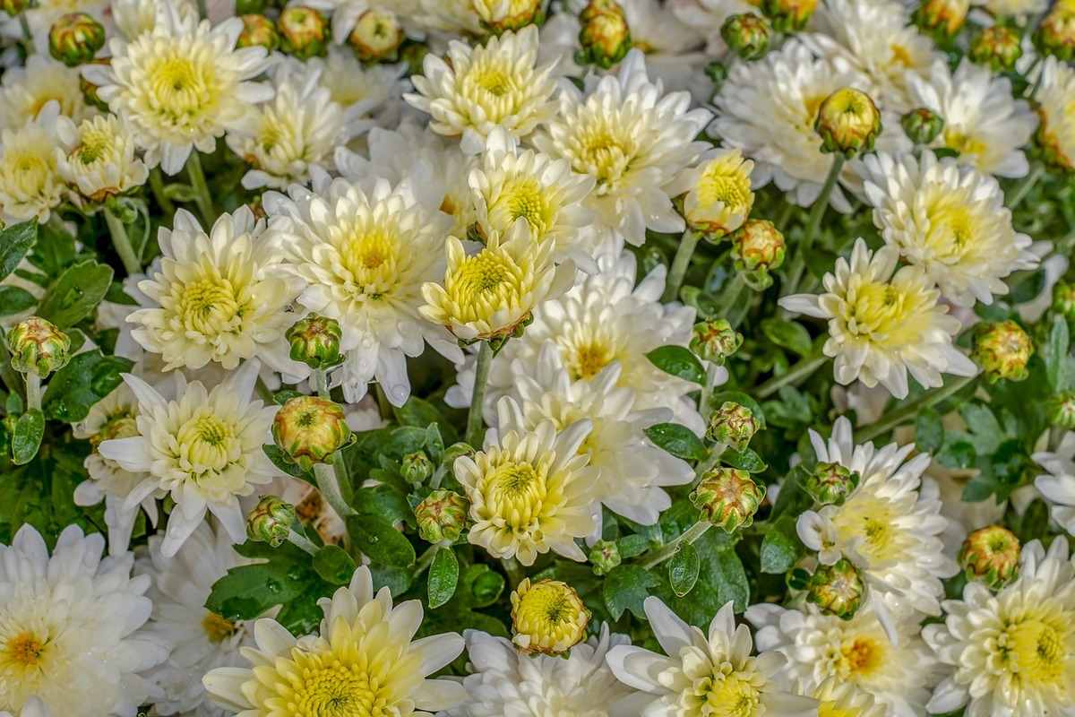 How to Grow Chrysanthemums in A Greenhouse