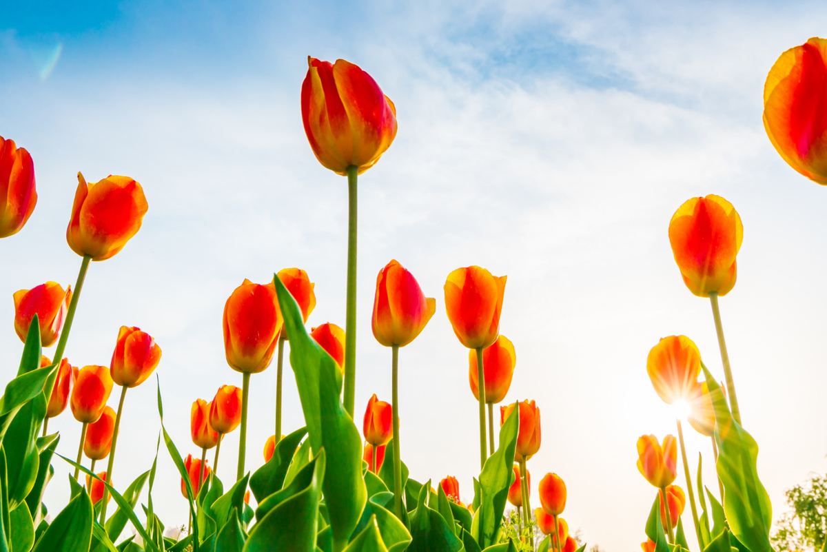 How to Grow Tulips in Warm Climates