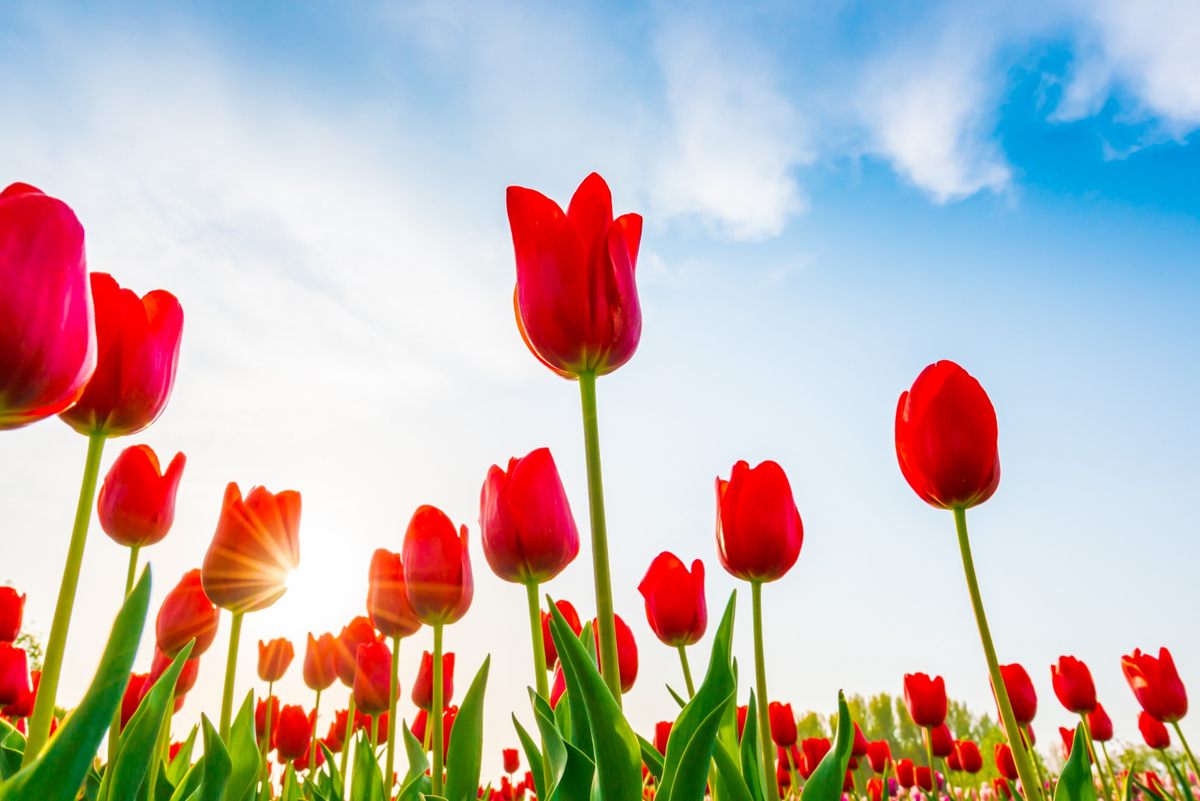 growing tulips in warm climates