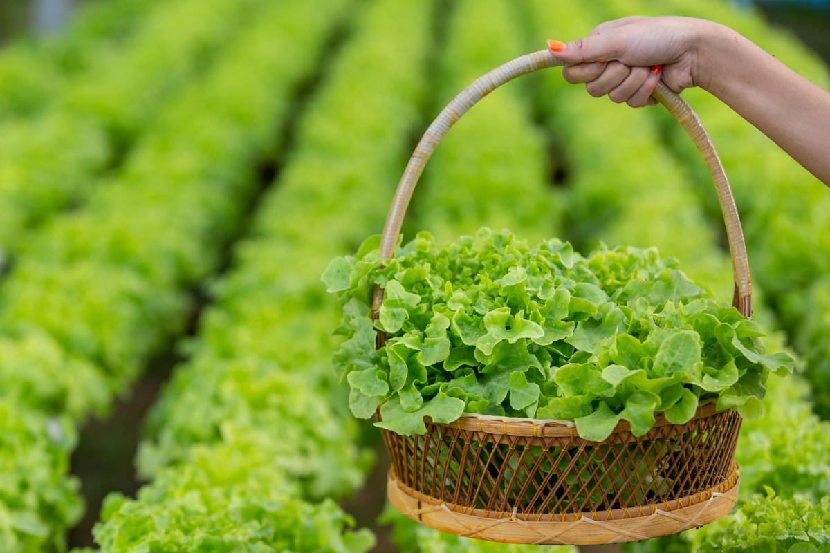 Sustainable Agriculture